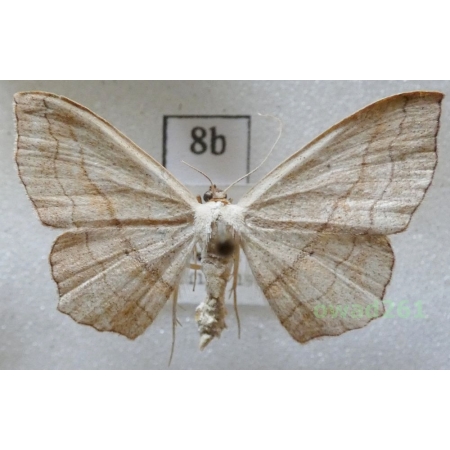 Scopula imitaria (Hübner, 1799) Croatia8b